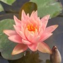 우포가시연꽃마을 이미지