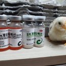 계두농장 이미지