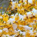 개나리꽃농원 이미지