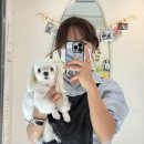 위위그루밍 이미지