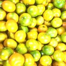 달콤하우스 | 제주 명품 하우스 귤 후기🍊 달콤함에 온 가족이 반해버린 소확행💖