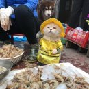 생선파는 고양이 이미지