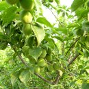 방촌농장 이미지