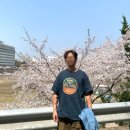 경희대 혜정박물관 | 용인 4월 경희대학교 국제캠퍼스 벚꽃 구경 후기