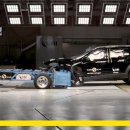 개 최고 이미지