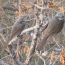 새들의 아침 이미지