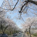 평택 벚꽃 구경 방문 후기(feat. 국제대, 포승 신당 근린공원)