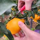 오챠드삼달 이미지