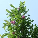 5월 4일의 꽃은 '꽃아까시나무 (Rose-acacia)' 이미지