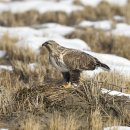 호곡리의 큰말똥가리(Upland Buzzard) 이미지