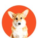 송탄 서정리 동물약국 이미지