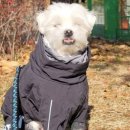 도그매니아 이미지