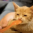 드럼통고양이 이미지