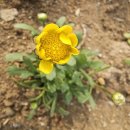 인천광역시 농업기술센터 | 인천 아기랑 갈만한 곳, 인천농업기술센터 도심 속 봄꽃,계양구 서부간선수로 벚꽃길