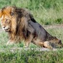 이건사자 이미지