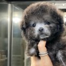 부산강아지분양 도그메종 본점 이미지