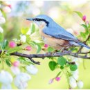 스프링데이 이미지