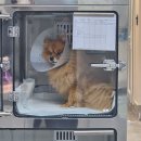 태화동물병원 이미지