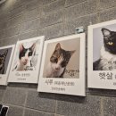 미미부트카페
