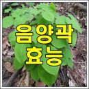 음양곽의 효능 이미지