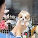 해피애견타운강아지분양서울본점 말티푸 미니비숑프리제 포메 이미지
