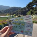 구절초가는길 | 25년 가을축제 18회 정읍 구절초축제 주차 축제기간 먹거리 입장료 후기