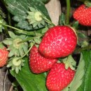 무공해 유기농 딸기 이미지