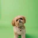 뚱강아지 이미지