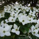 김유정 문학비 이미지