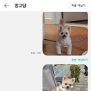 망고당 이미지