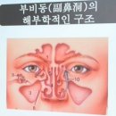 유림한의원 | 두뇌 과열방지장치=부비동과 코숨 호흡의 중요성!! 일상생활에서 코로 숨길을 열어주면 만병이 낫는 이유