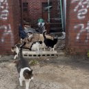 콩콩설기 이미지