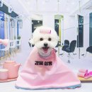 강아지풍경 이미지