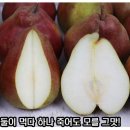 요즘 한국에 들어오고 있다는 배(과일) 이미지