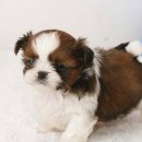 몽글몽글 이미지