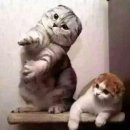 김포닭강정 이미지