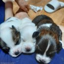 강아지 세상 이미지