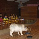 돼지보러오면돼지 이미지