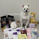 프로라인알파 | 11월 2주 차 : 솔이랑 메가 주 케이 펫 페어