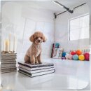 가정견1회분양 | 포메라니안 분양가격 제대로 알고 시작하세요