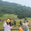 멍멍이 보러올래? | 수학여행✈️🍊