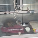 라엘동물병원 이미지