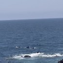 영락제과 이미지