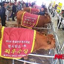 한우 이미지