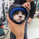 한솔초등학교 | 대구 고양이 미용 유천동 뽀솜뽀솜 고양이 미용 후기