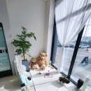 306 퍼피 이미지