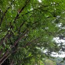 마로니에 이미지