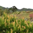 보리감자마을 이미지