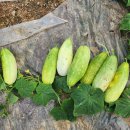 닛시농장 이미지