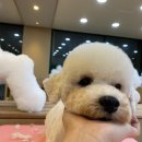 나래애견미용 이미지
